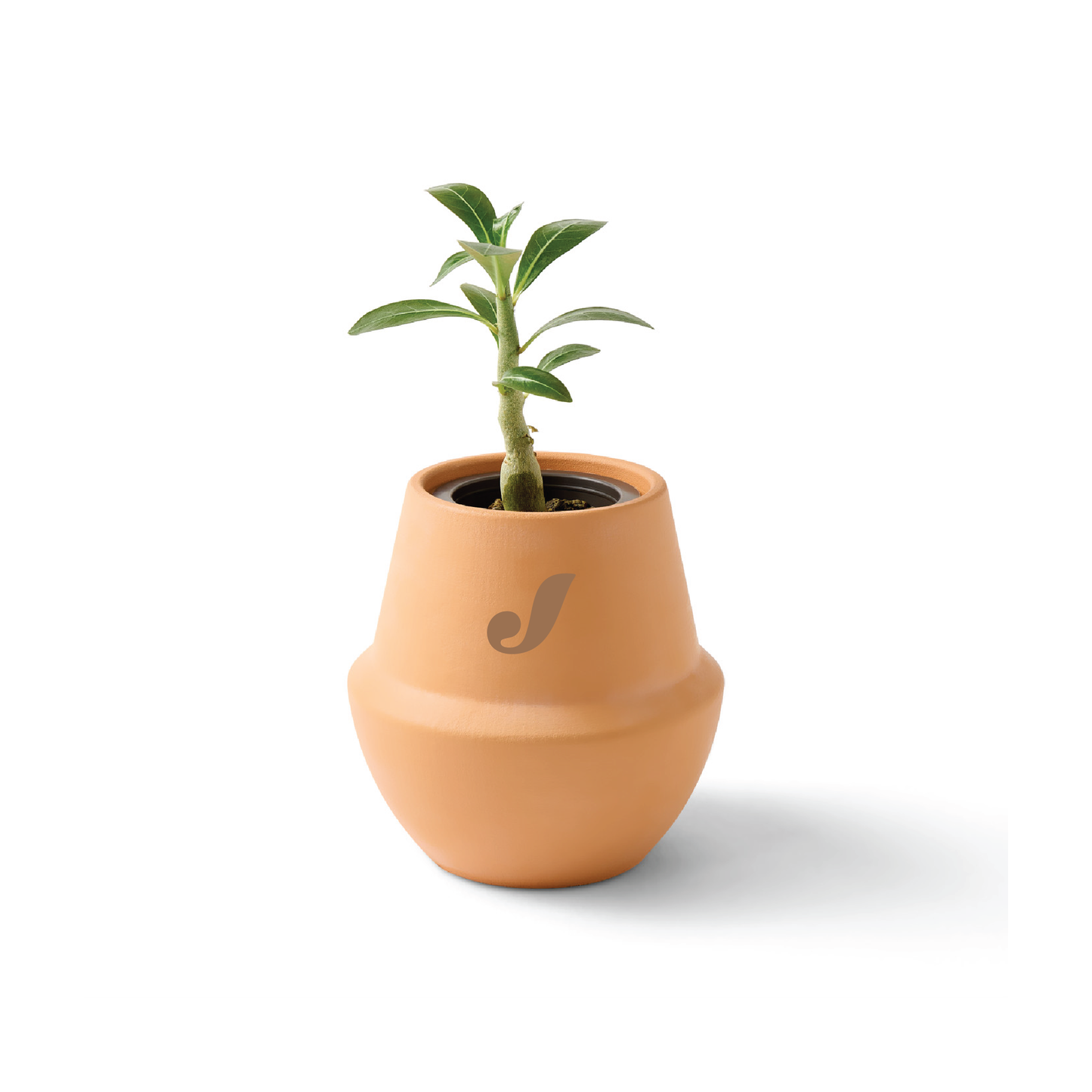 Jacuzzi Modern Sprout Terracotta Grow Kit