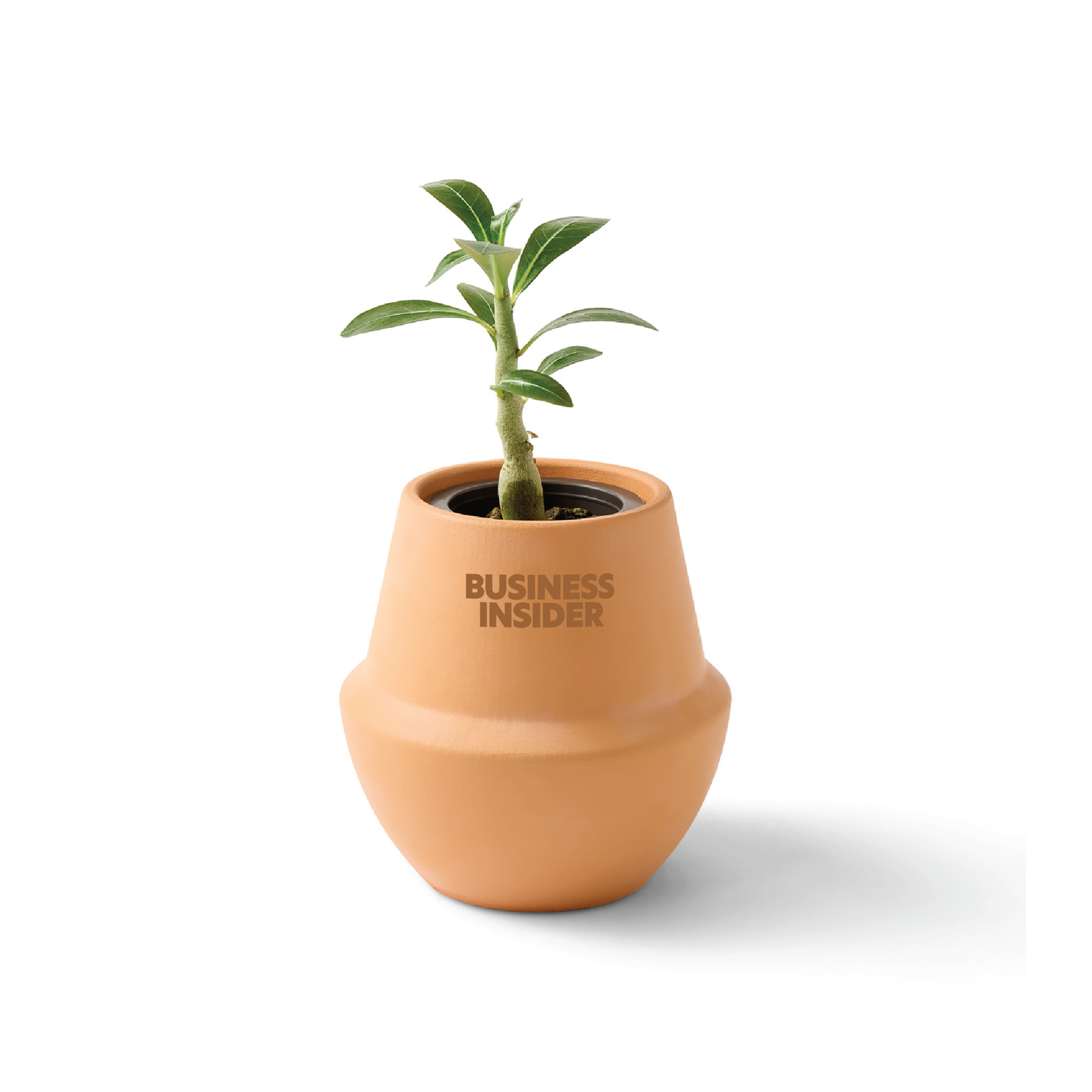 Business Insider Modern Sprout Terracotta Grow Kit