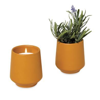 Modern Sprout Rooted Candle (Master Catalog)